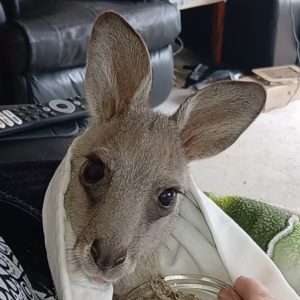 Merlin - Sponsorship